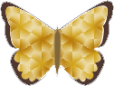 butterfly insect